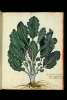  Fol. 87 

Brassica folijs in ambitu crispis
instar ornamentorum quae in=
terularum collaribus inseretur
